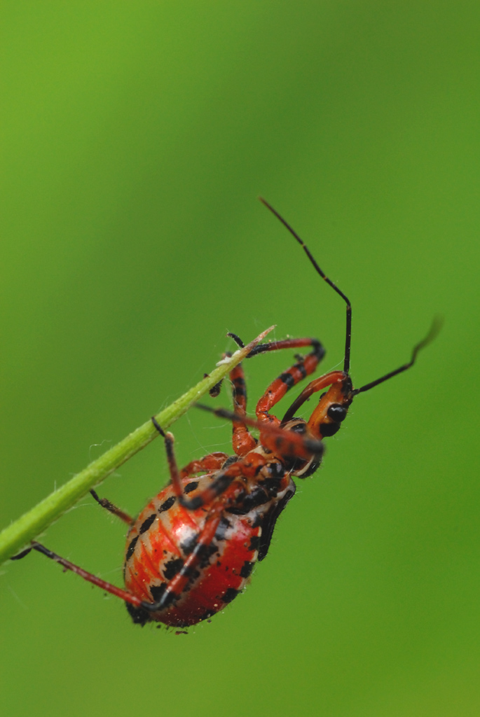 Quale Rhynocoris?